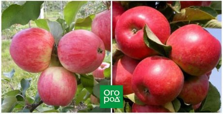 Лучшие сорта яблонь для выращивания на Урале